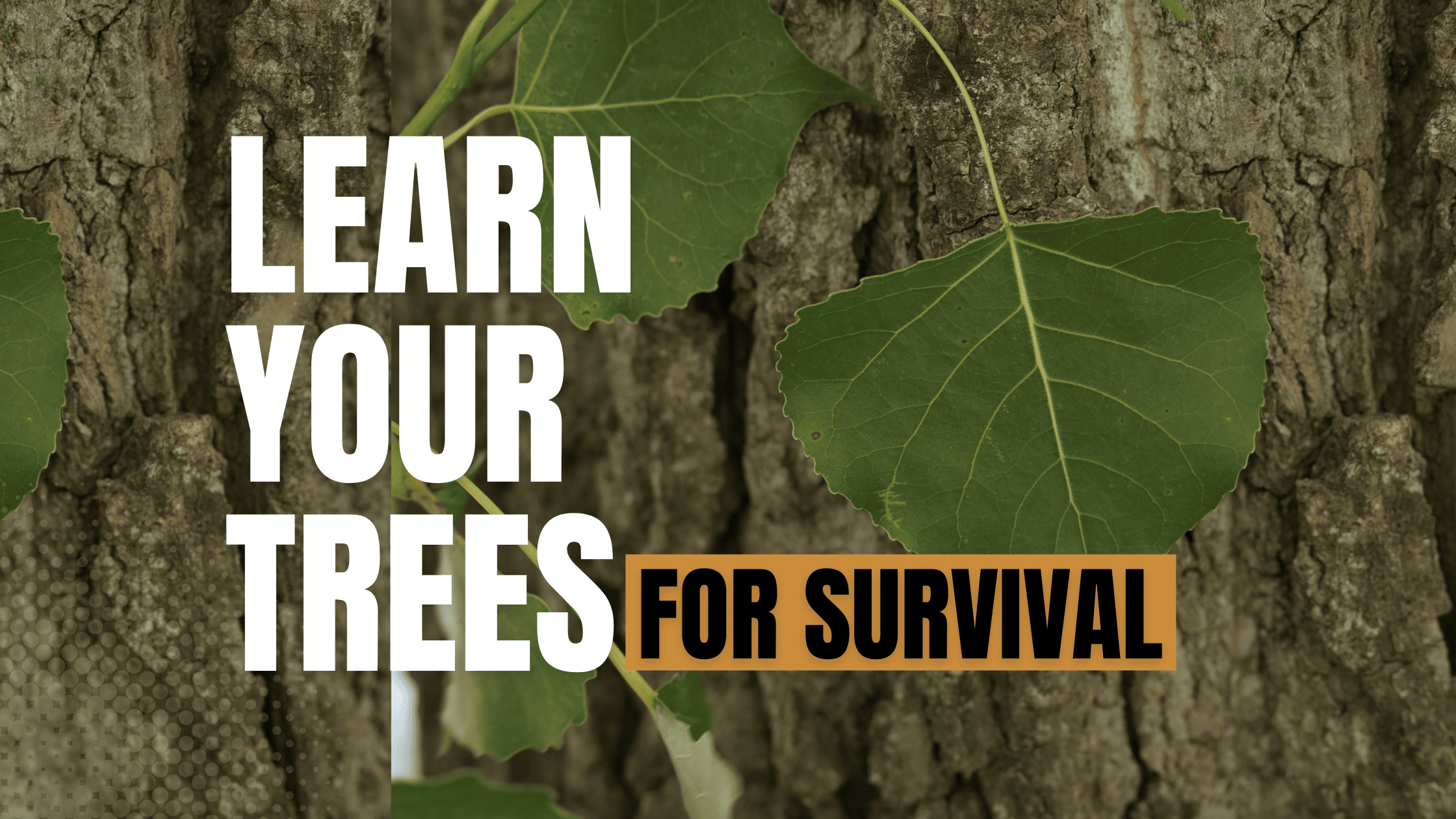 learn your trees cottonwood