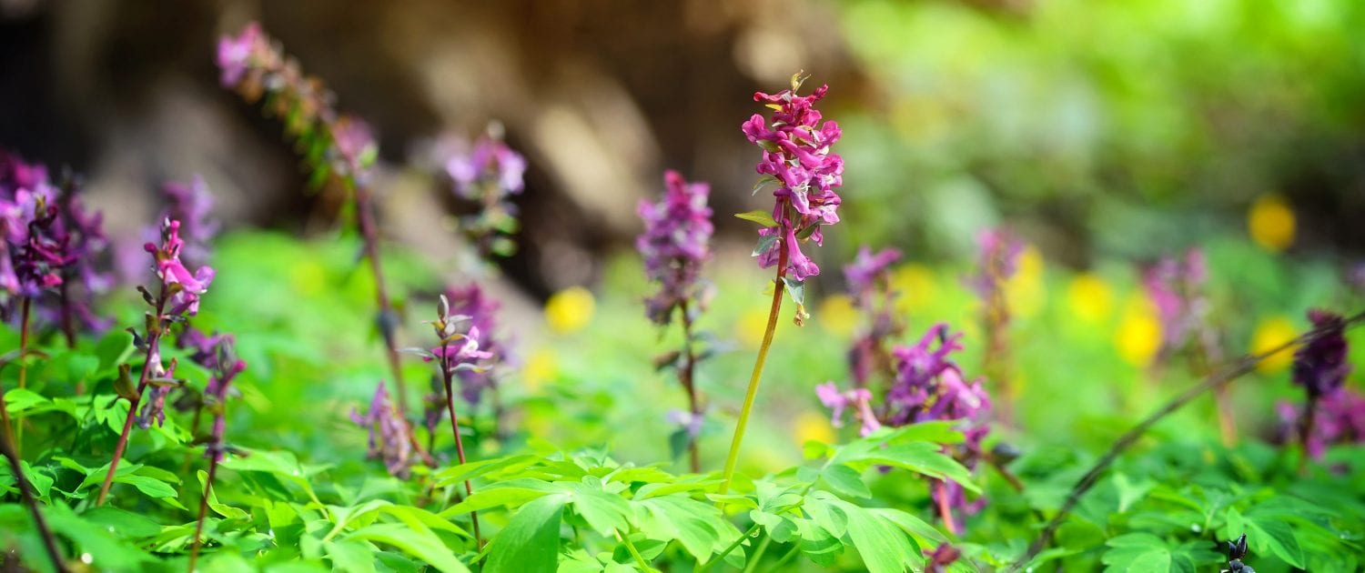 Edible And Medicinal Plants Course Sigma 3 Survival School - 